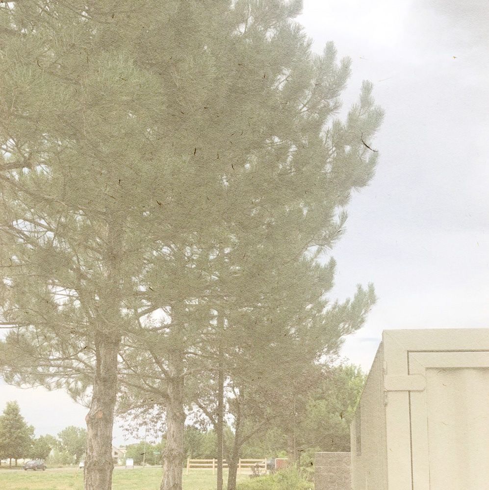 Budget Tree Service Tree Trimming And Removal Budget Tree Service